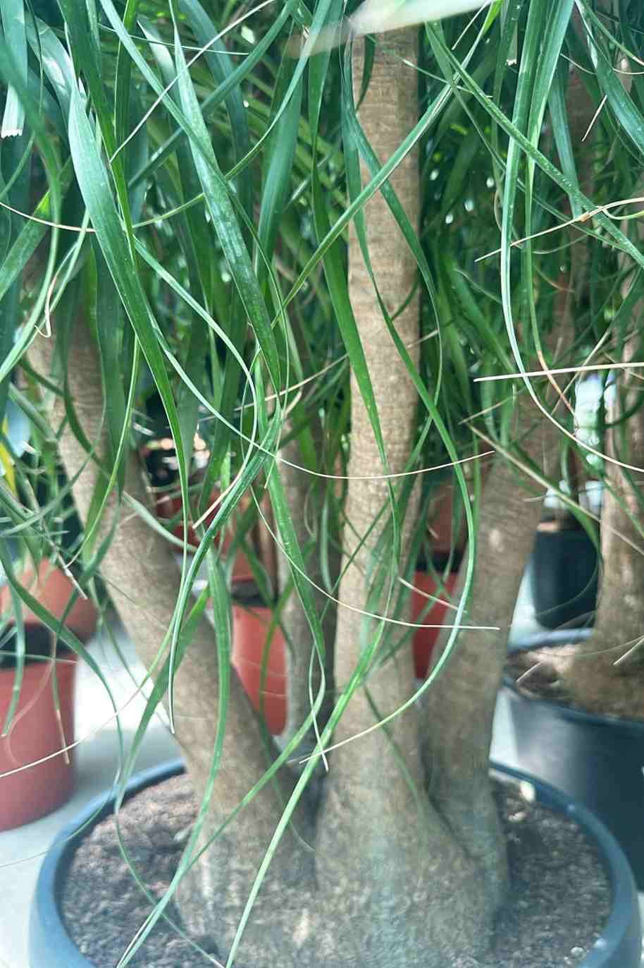 Ponytail Palm Branched