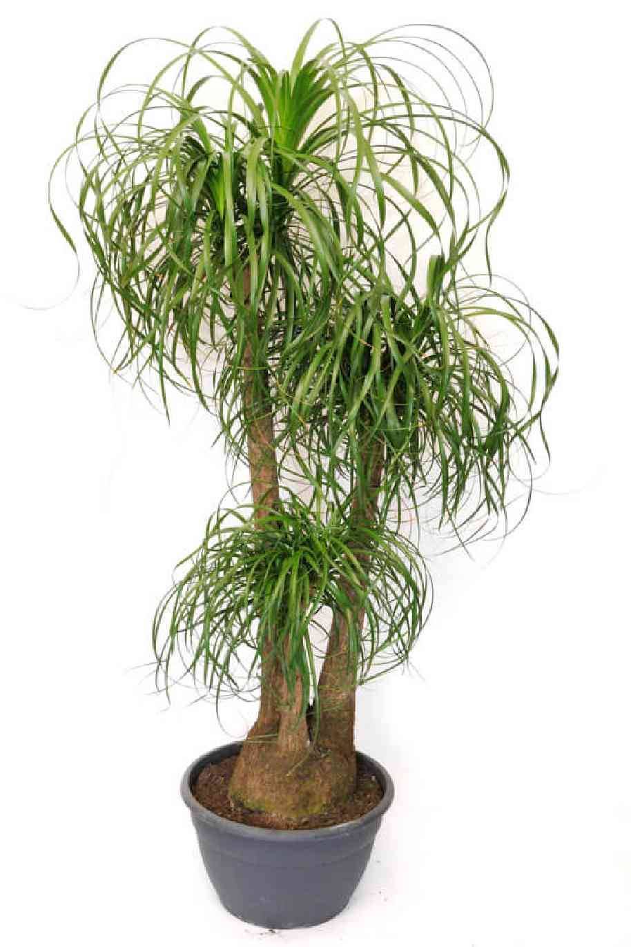Ponytail Palm Branched
