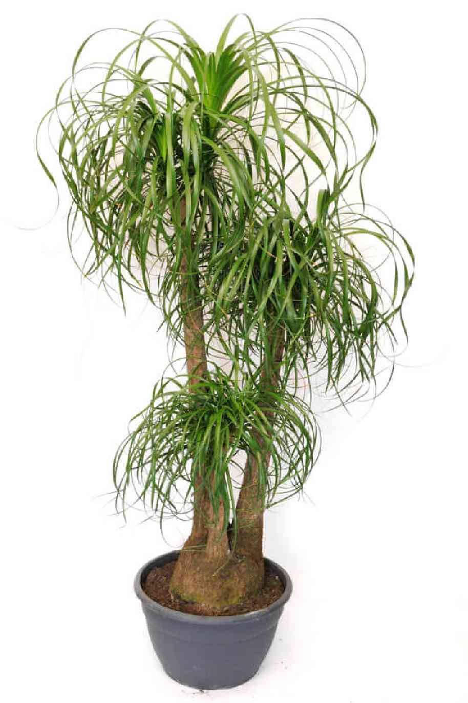 Beaucarnea Recurvata