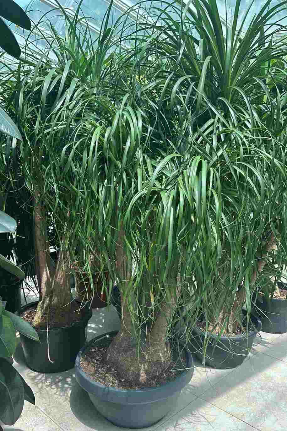 Ponytail Palm Branched
