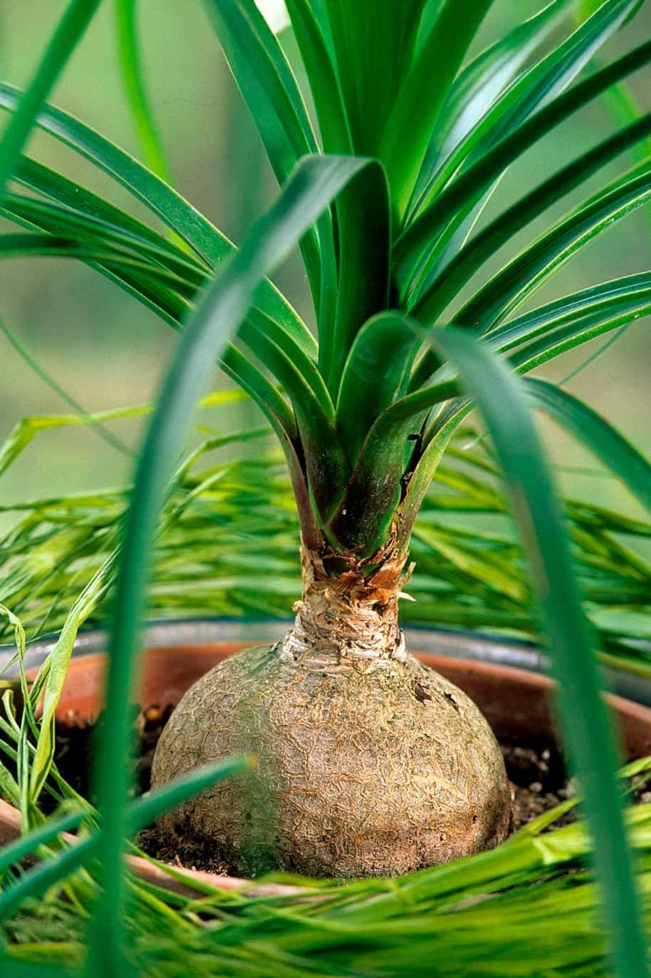 Ponytail Palm Seeds