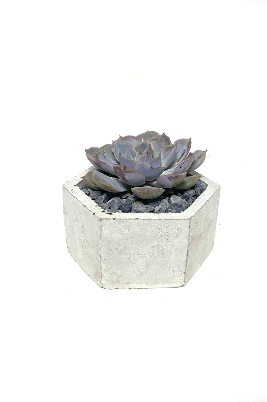 Konkri Potted Echeveria
