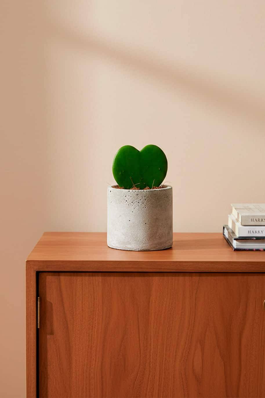 Potted Hoya
