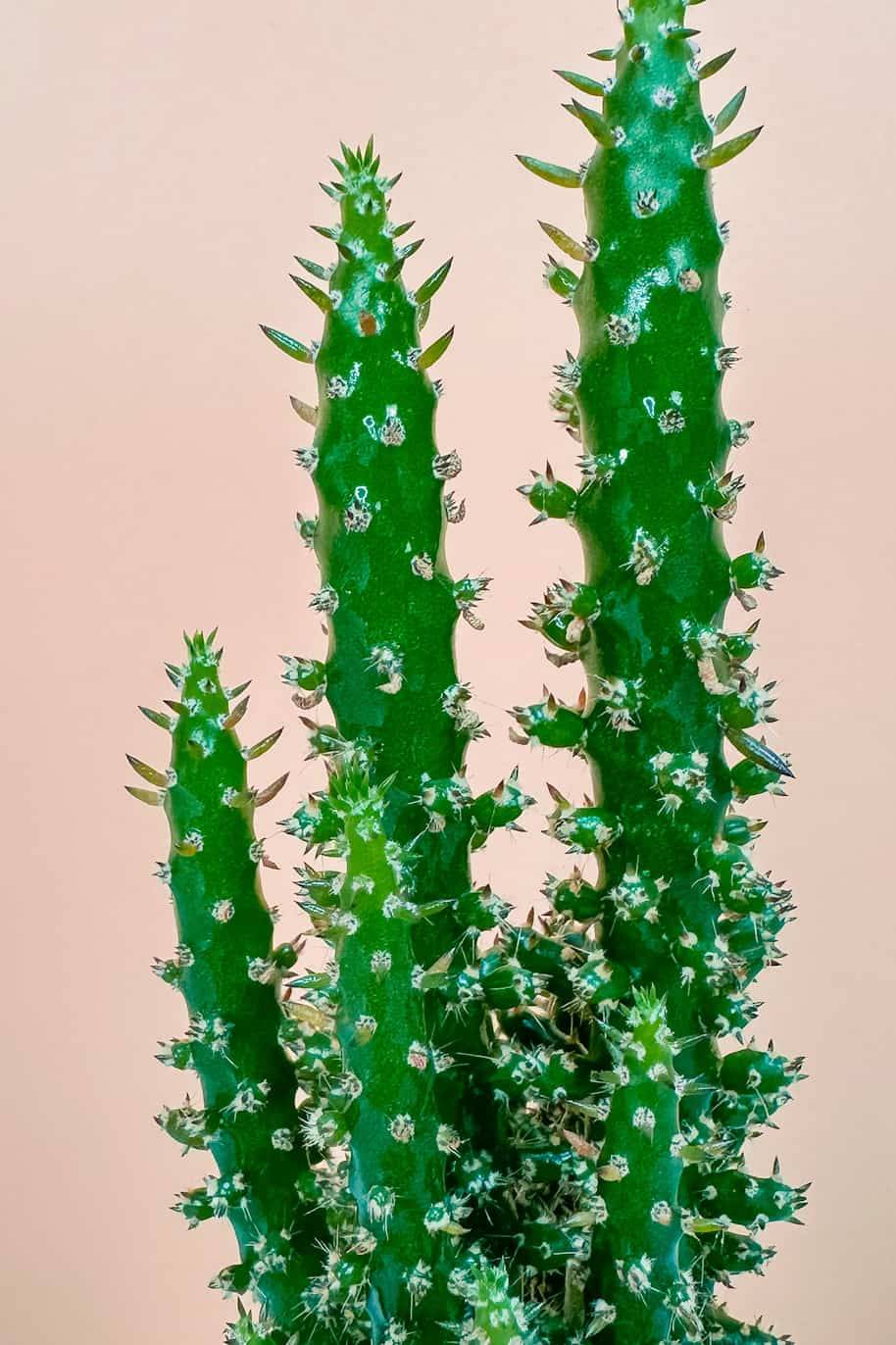 Potted Eve's Pin Cactus