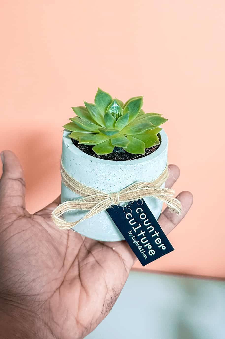 Potted Mini Succulent