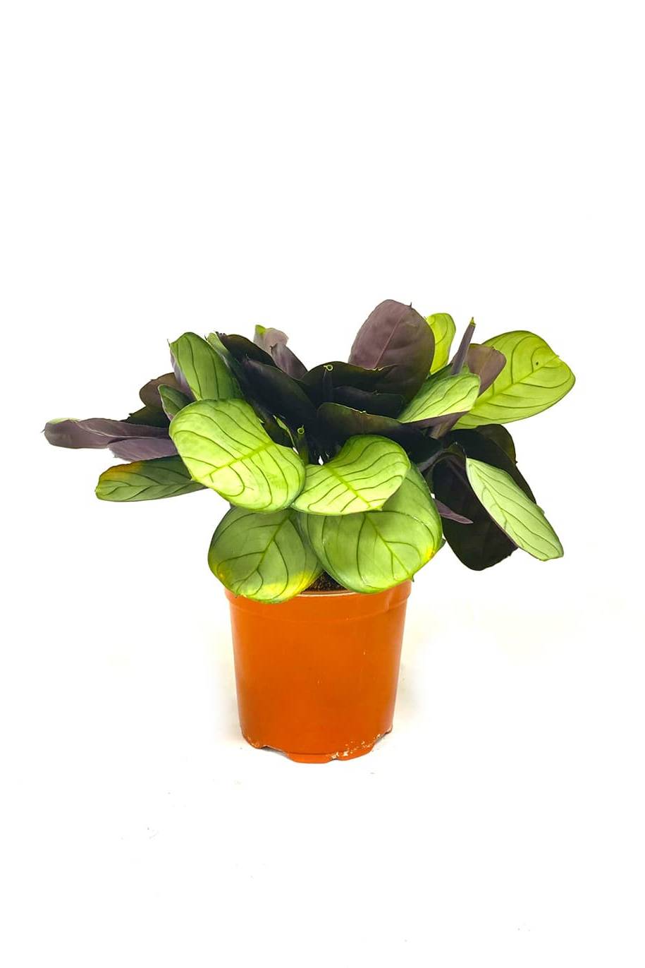 Prayer Plant Maranta - Amabilis Mint