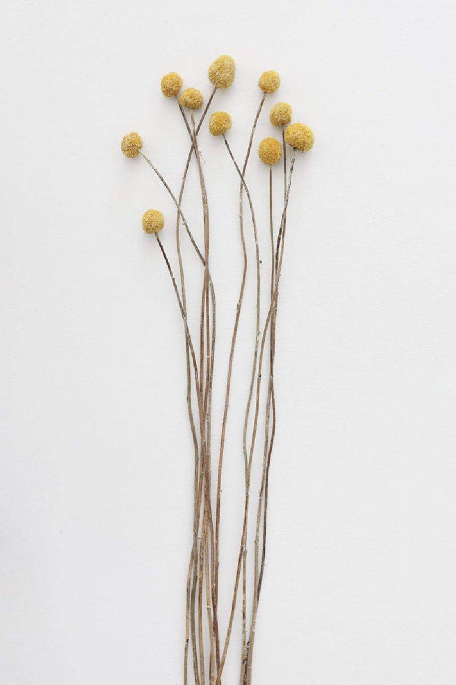 Bundle of 10 Preserved Craspedia Billy Buttons