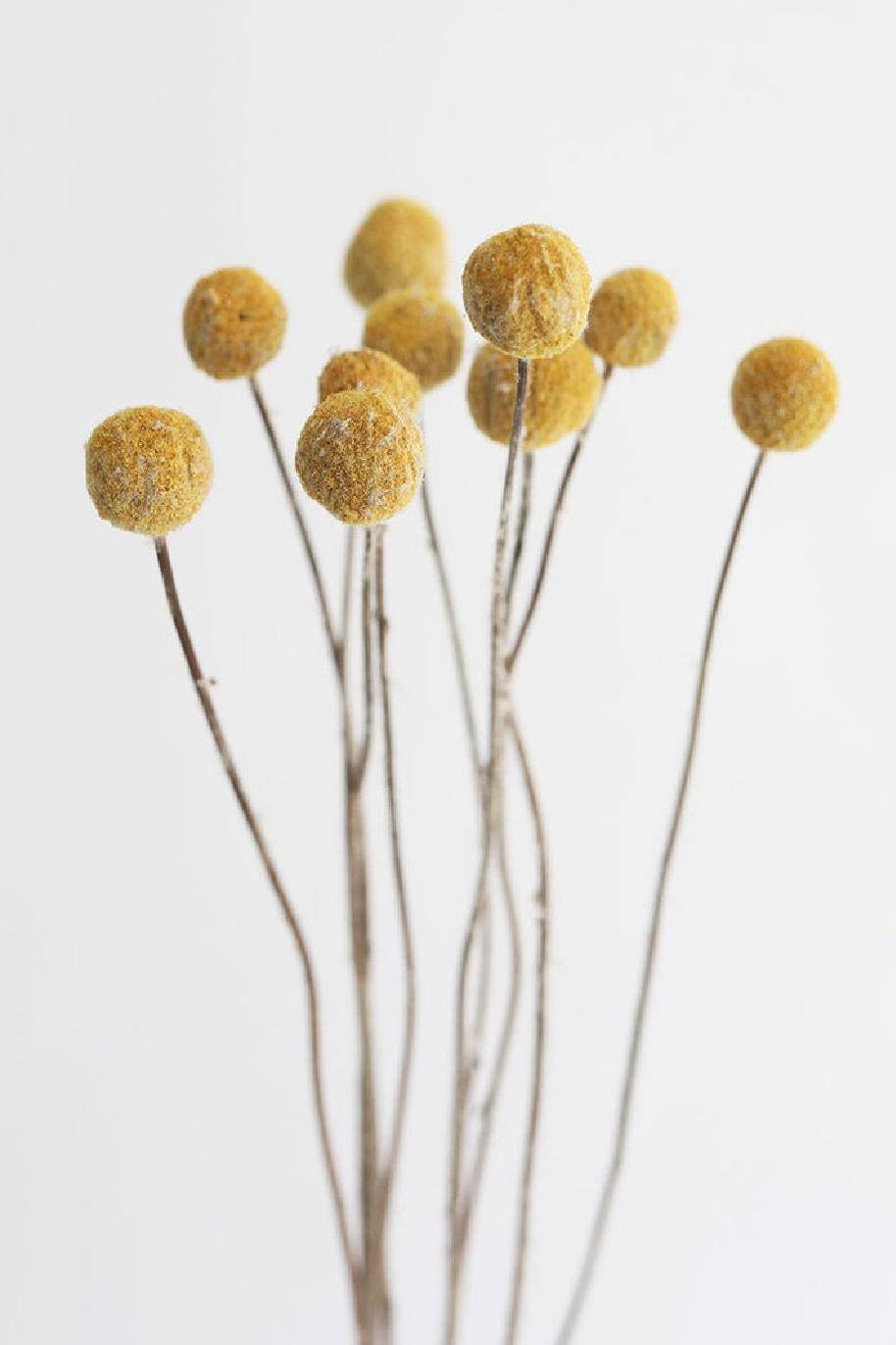 Bundle of 10 Preserved Craspedia Billy Buttons