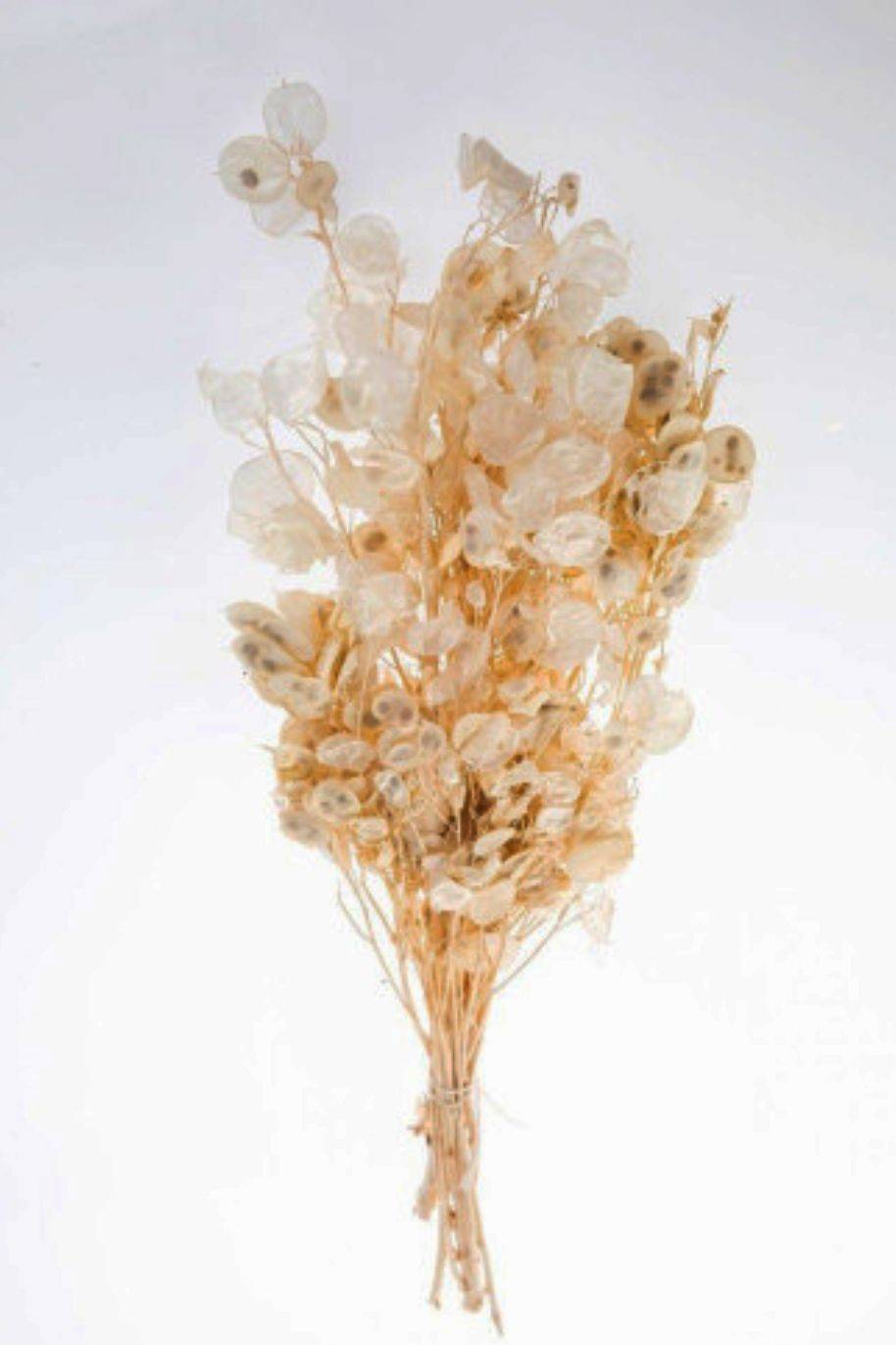Preserved Lunaria