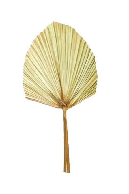Preserved Palm Spear