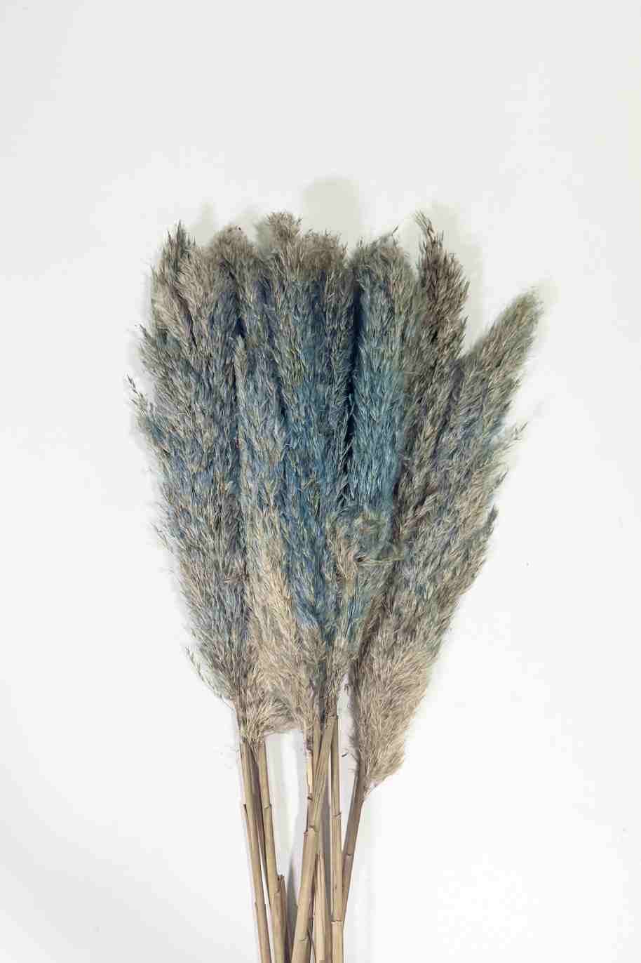 Preserved Pampas Grass