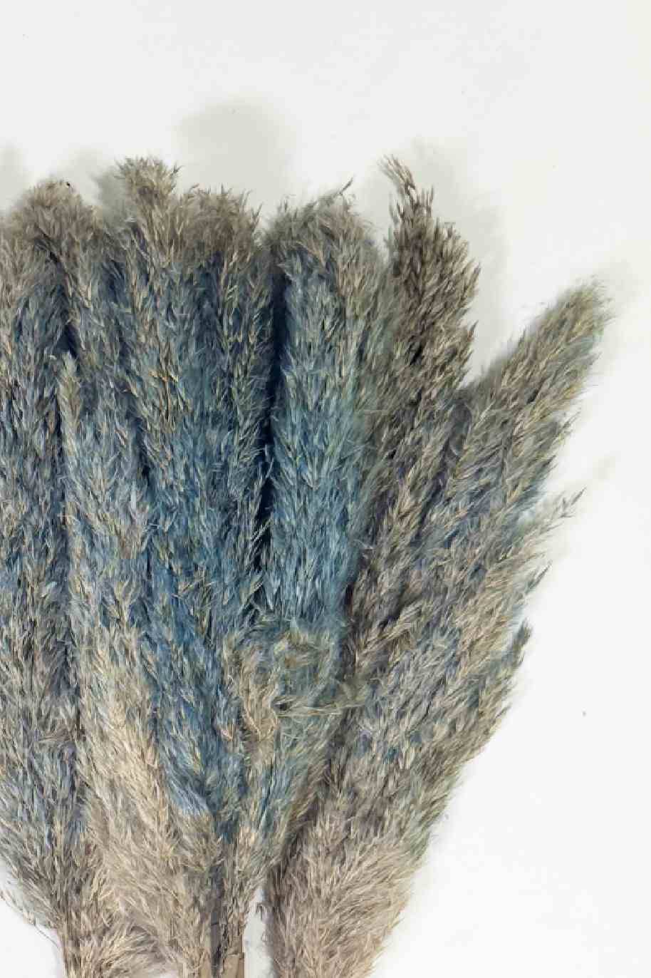 Preserved Pampas Grass