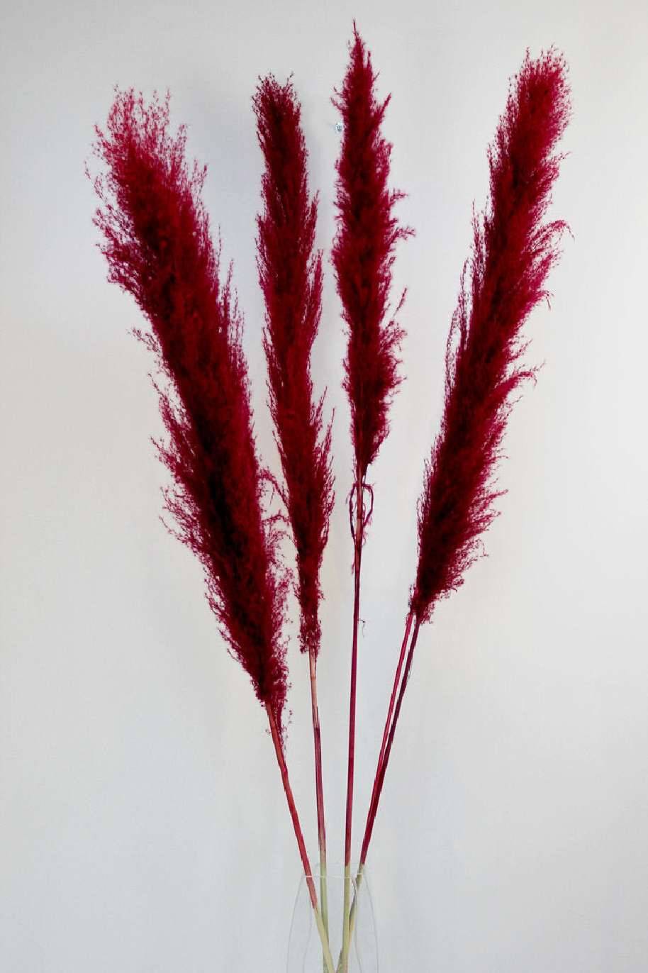 Preserved Pampas Grass Burgundy