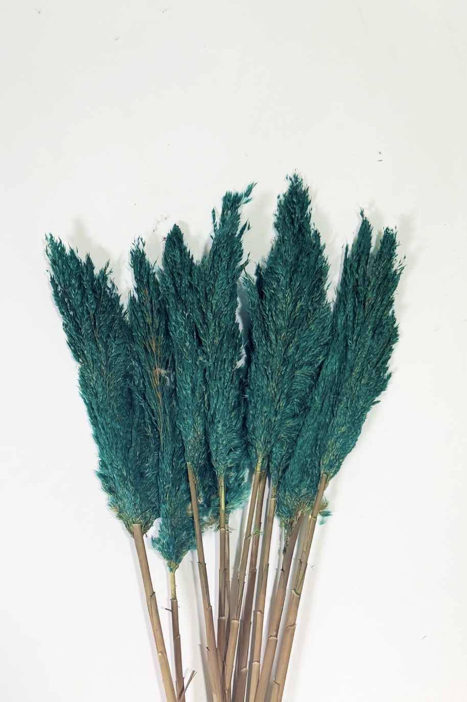 Preserved Pampas Grass Green