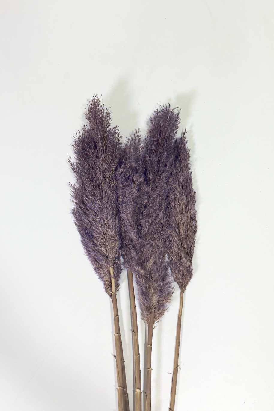 Preserved Pampas Grass Lavender