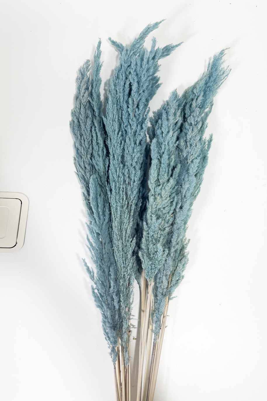 Preserved Pampas Grass Light Blue