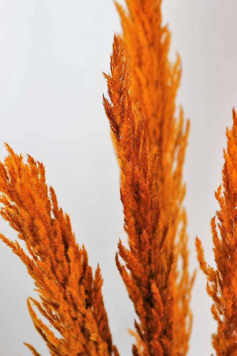 Preserved Pampas Grass Orange