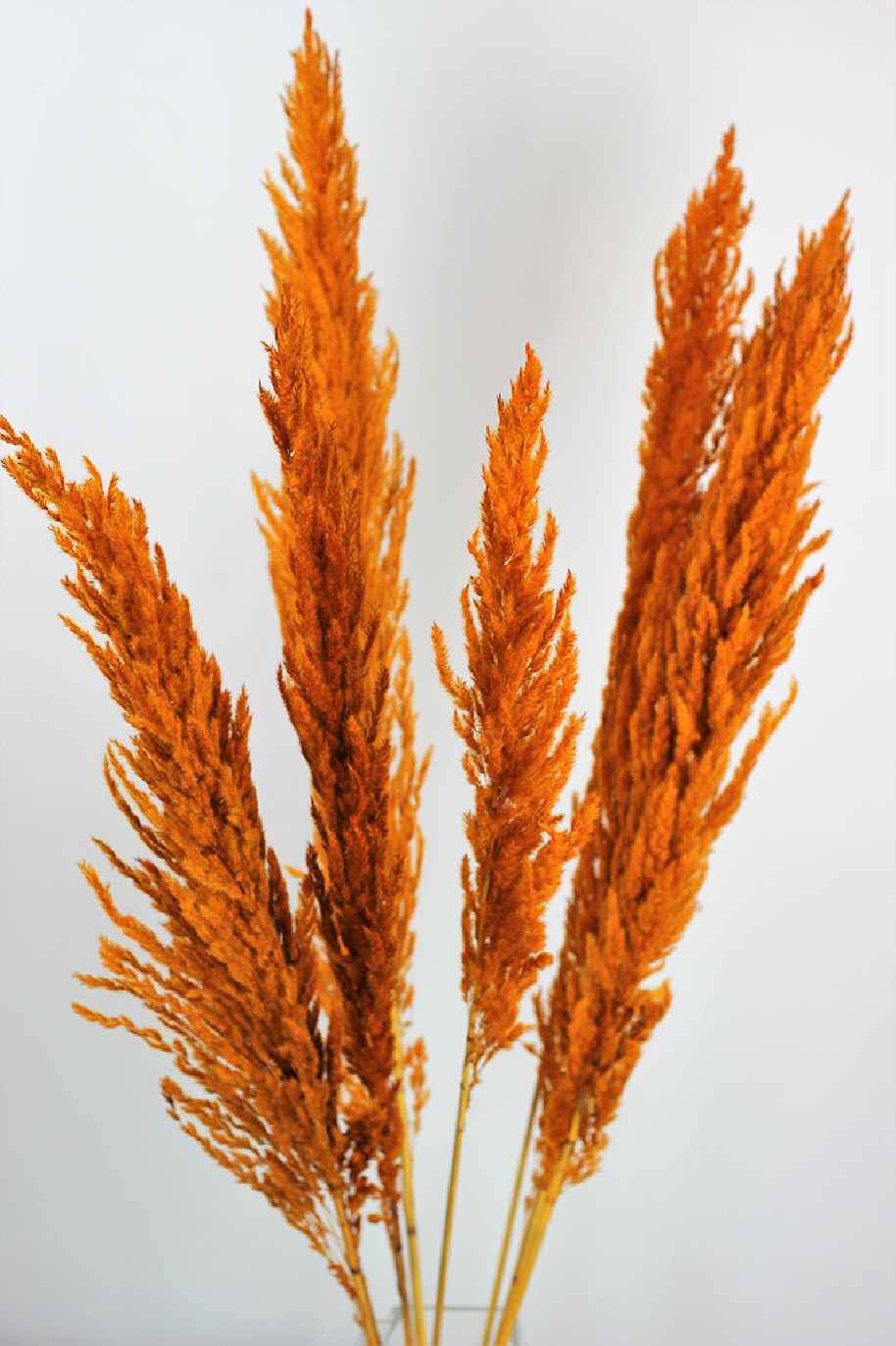 Preserved Pampas Grass Orange