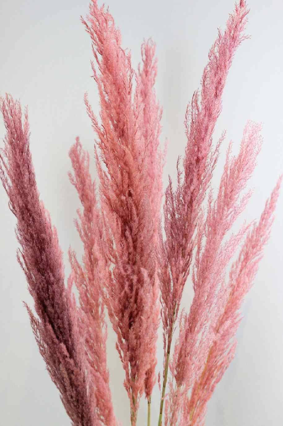 Preserved Pampas Grass Pink