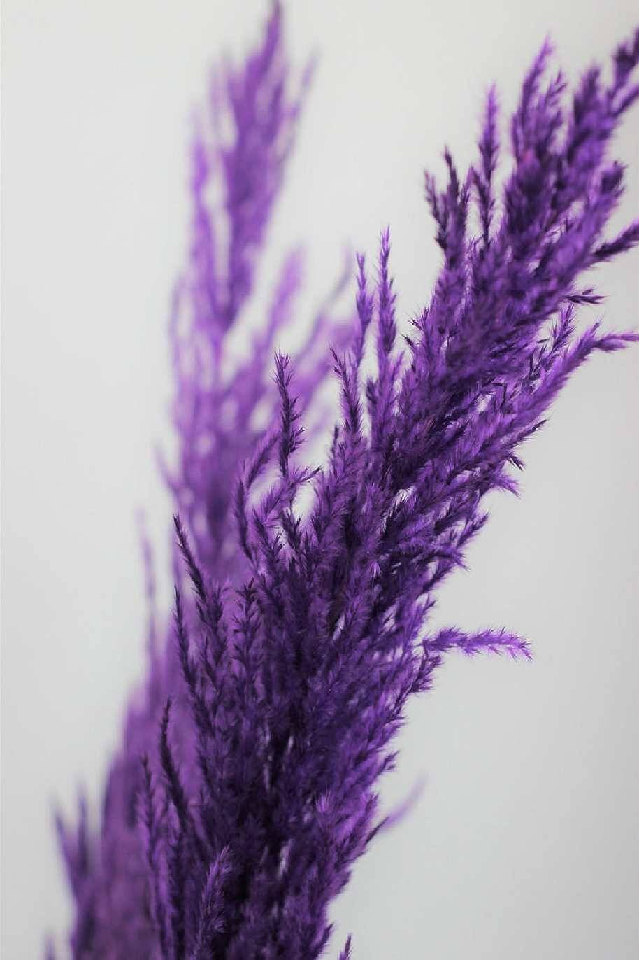 Preserved Pampas Grass Purple