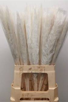 Preserved Pampas Grass Bleached White