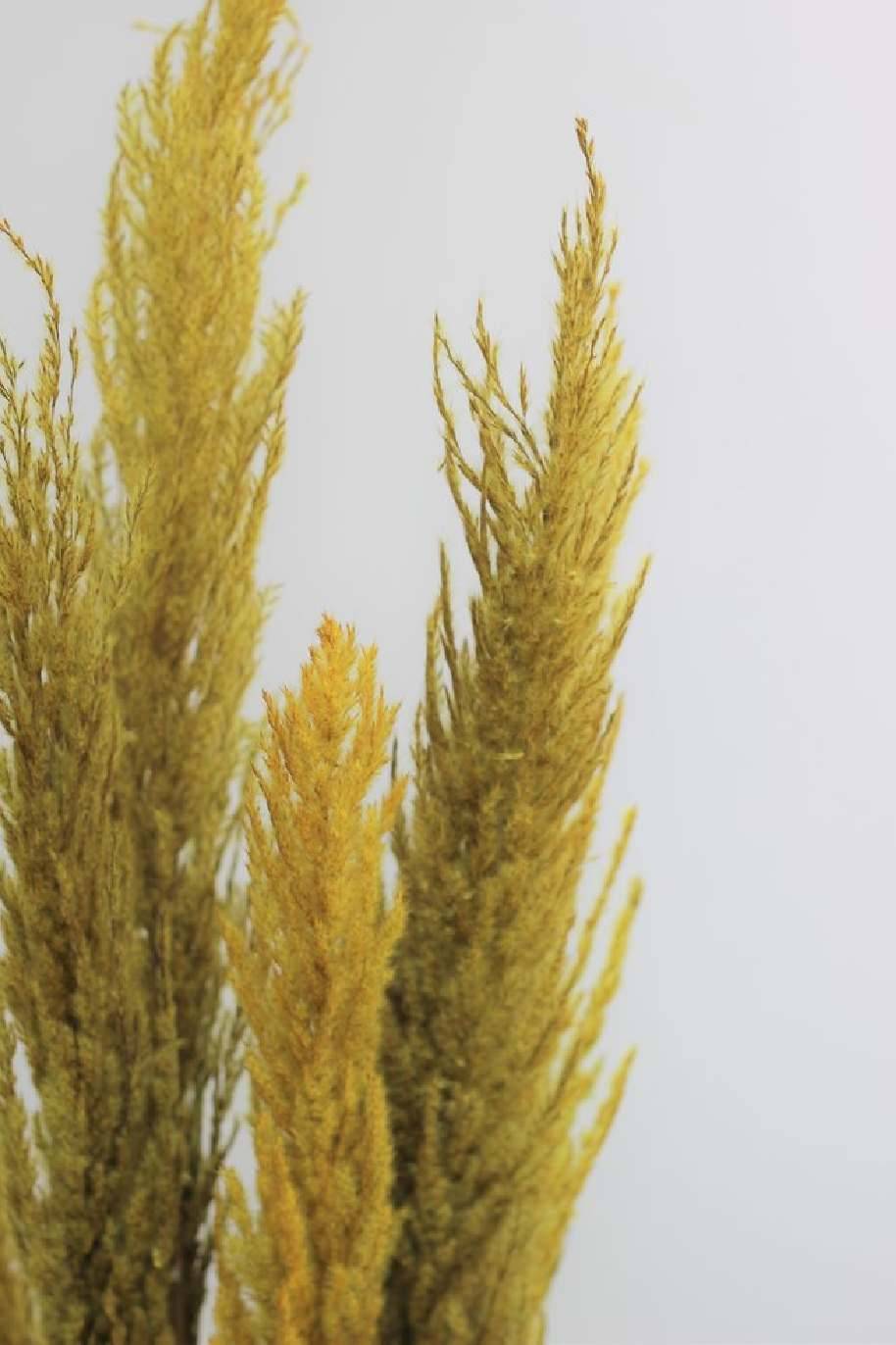 Preserved Pampas Grass Yellow