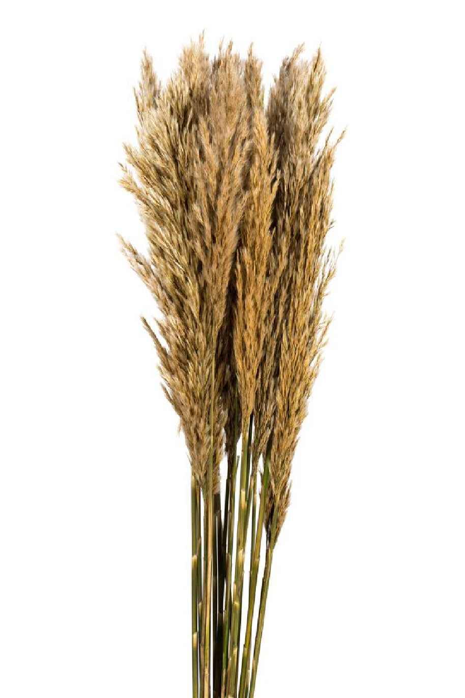 Preserved Plume Reed Natural