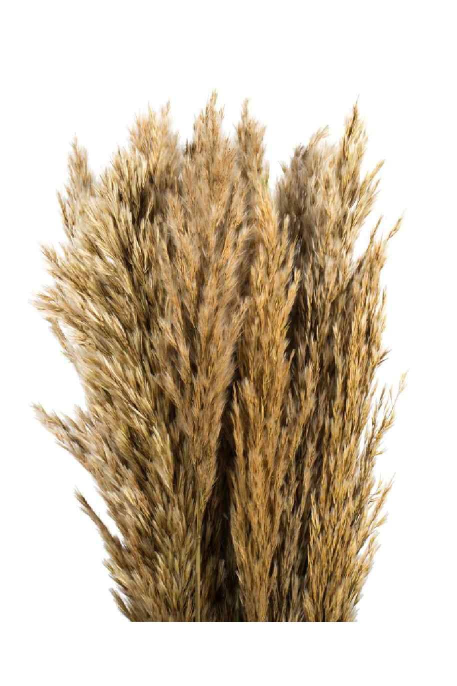 Preserved Plume Reed Natural