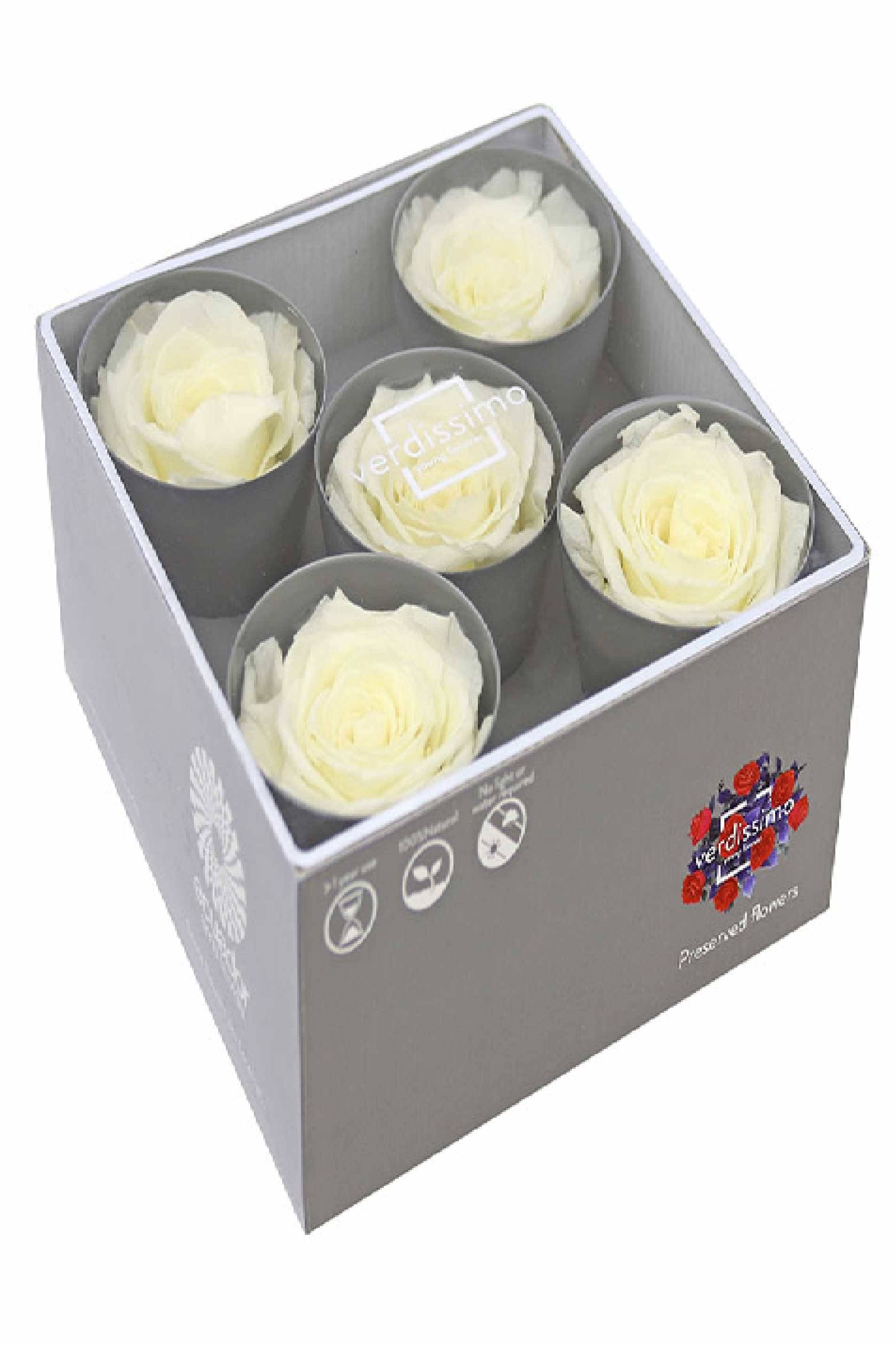 Preserved Roses Champagne 5pcs in Box