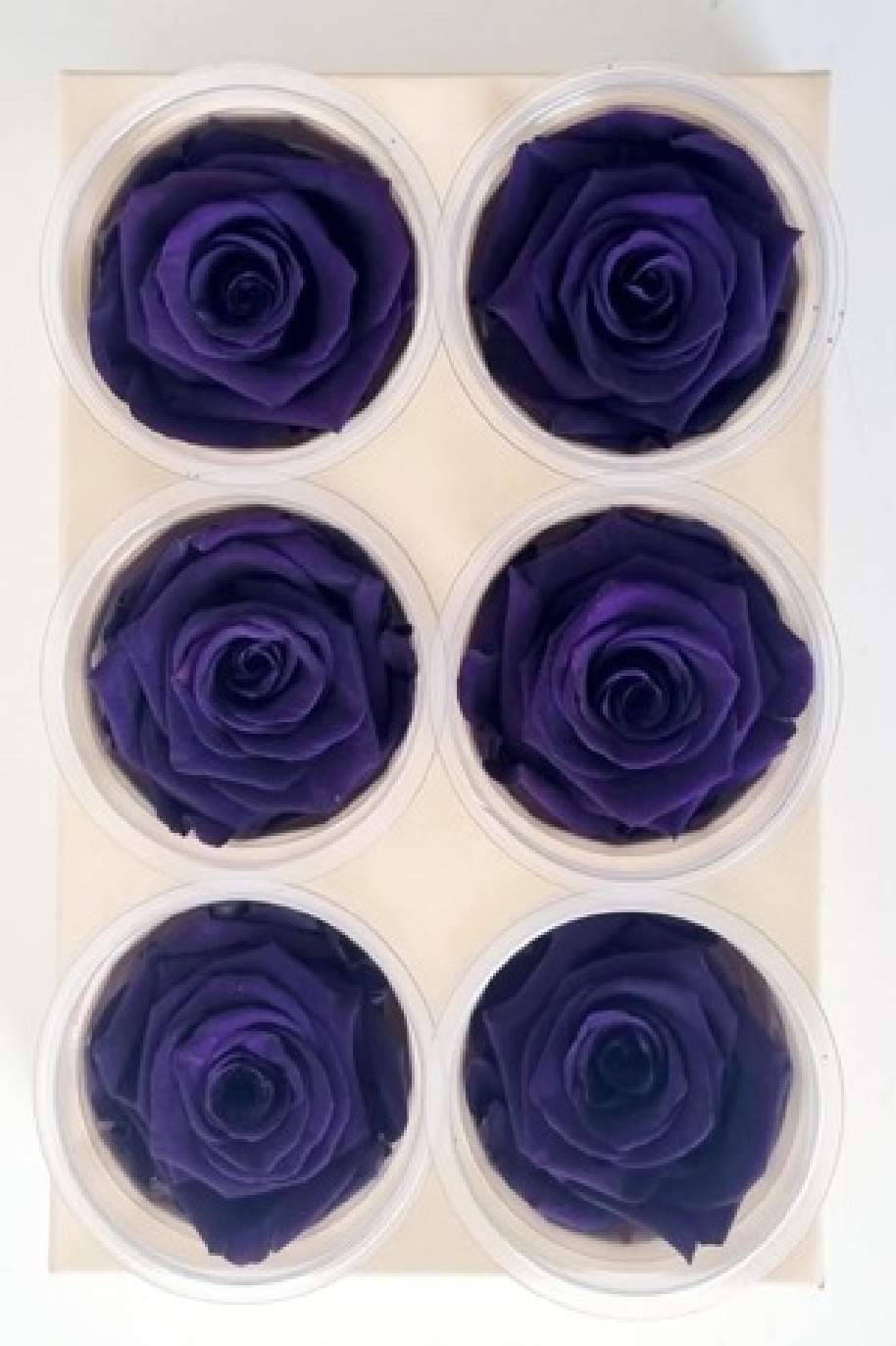 Preserved Roses Purple