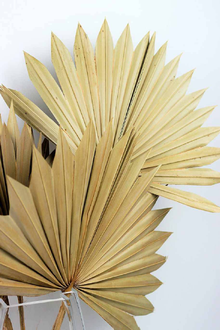Dried Palm