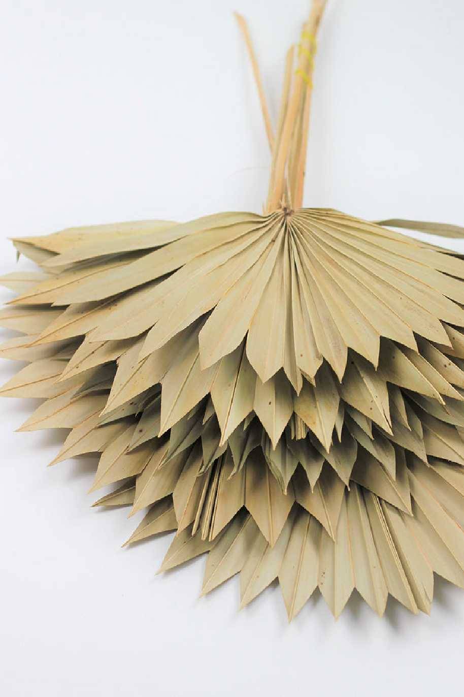 Preserved Sun Palm