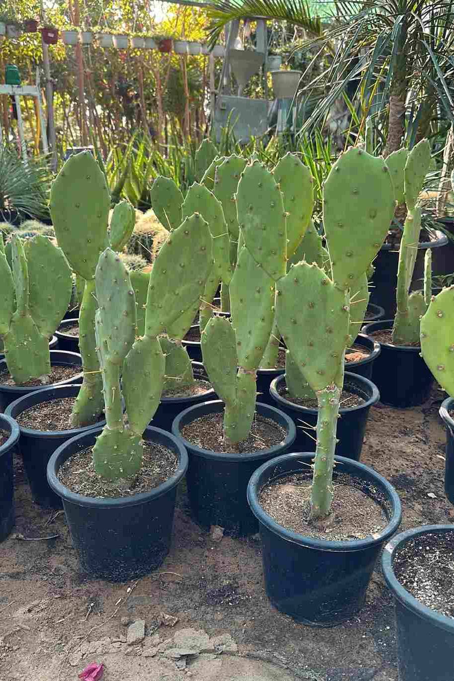Prickly Pears Cactus