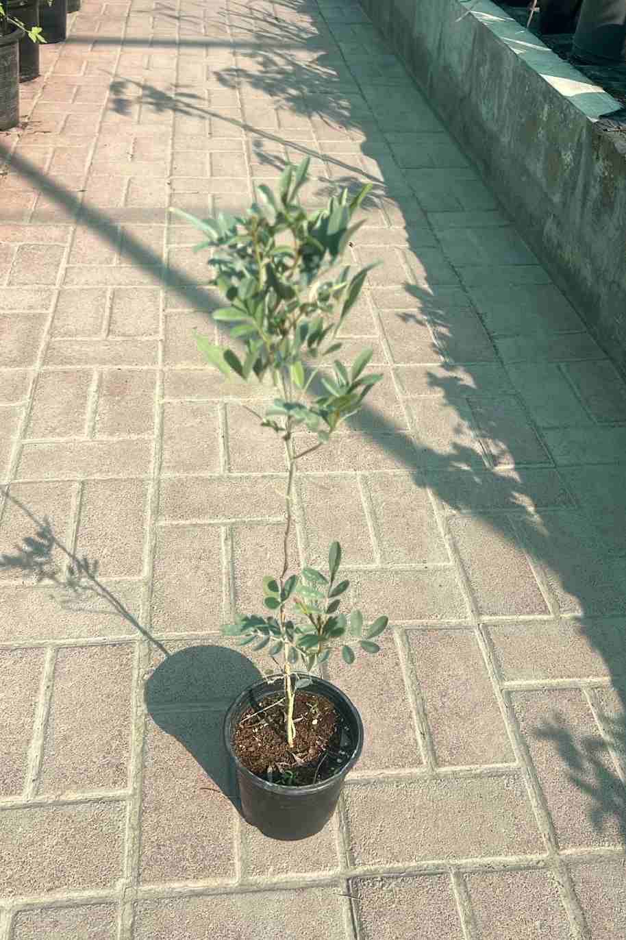 Tephrosia Purpurea