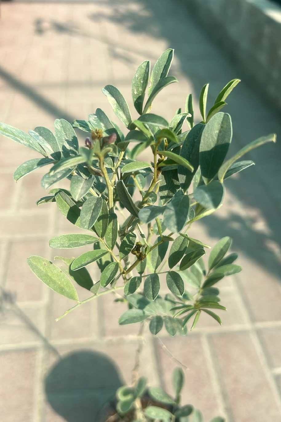 Purple Tephrosia - Tephrosia Purpurea - image 3