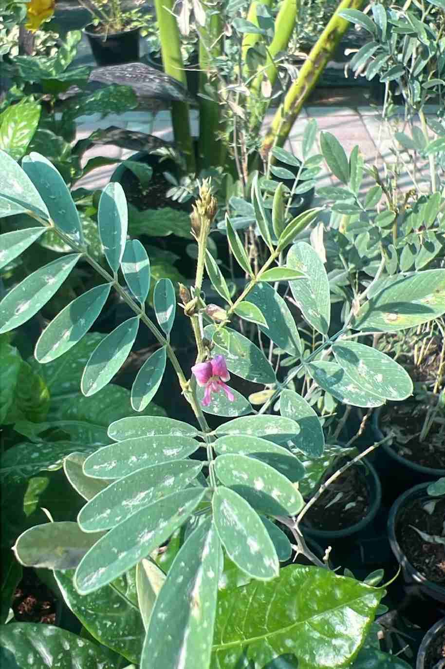 Purple Tephrosia - Tephrosia Purpurea - image 4