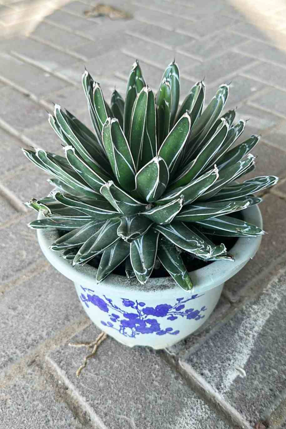 Agave Victoriae - Reginae