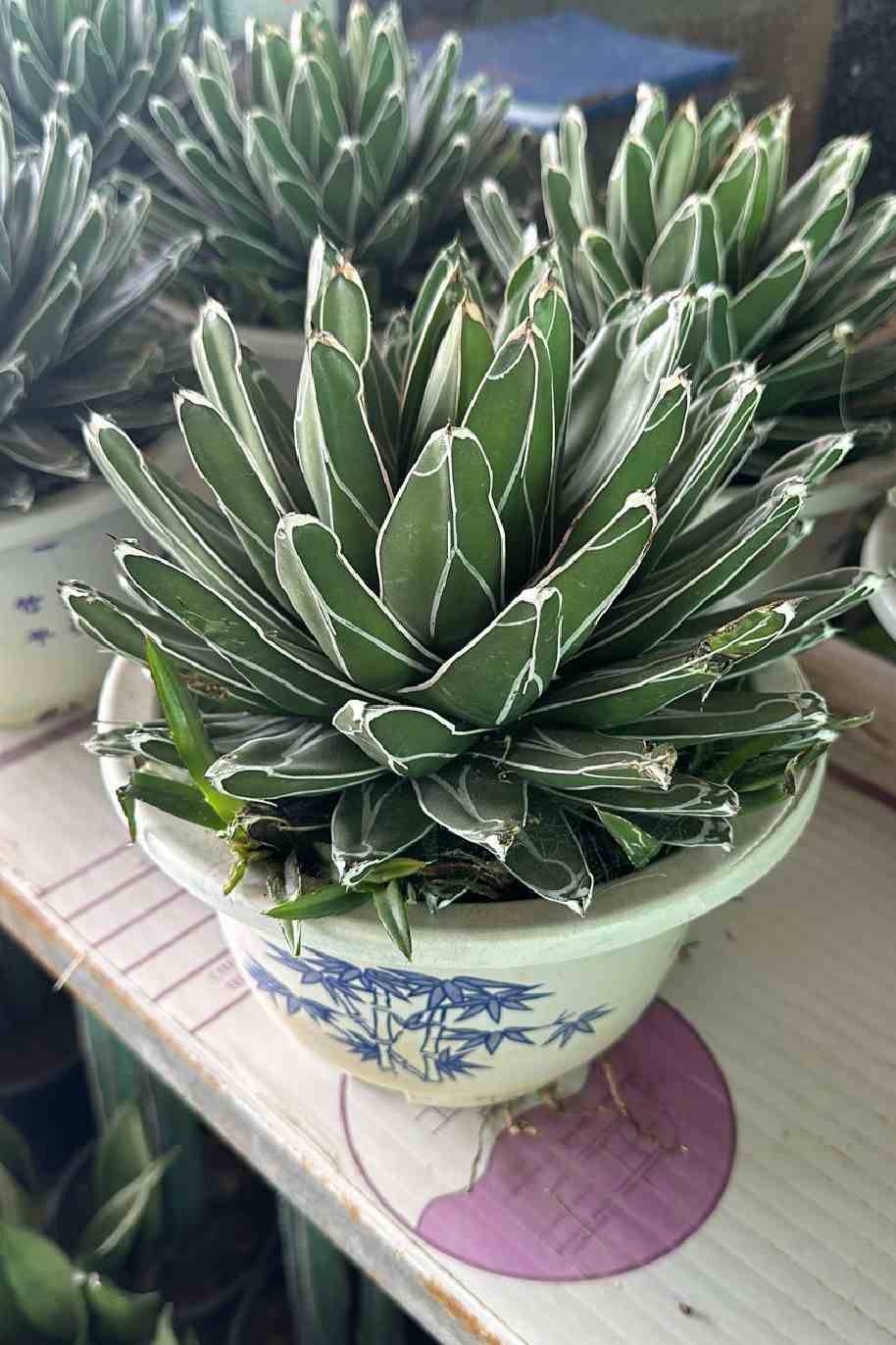 Queen Victoria Agave