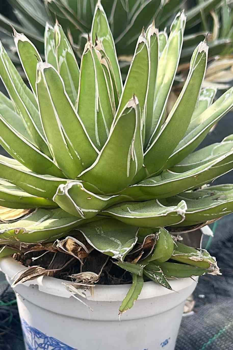 Agave Victoriae - Reginae