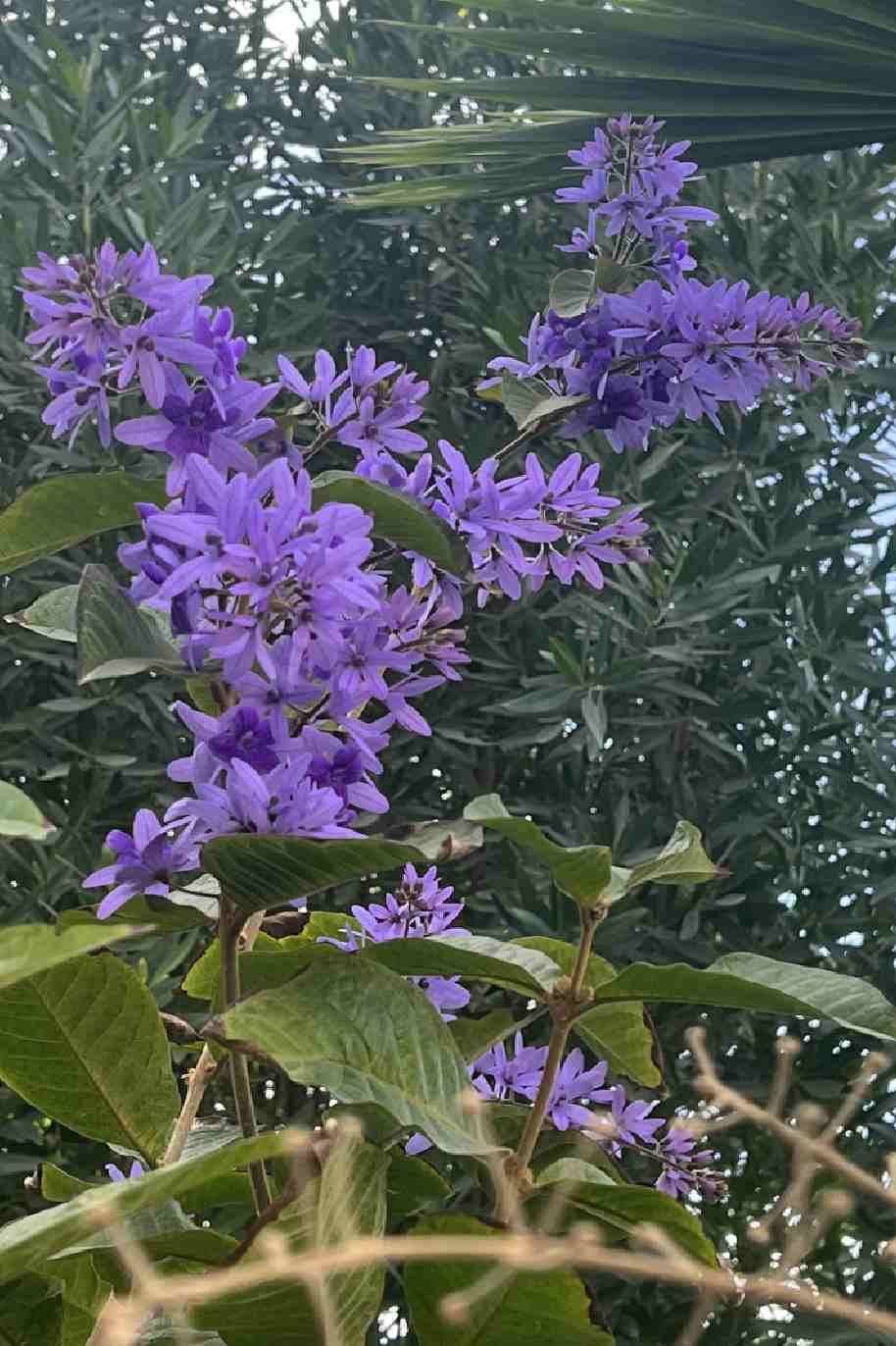 Sandpaper Vine - Queen's Wreath