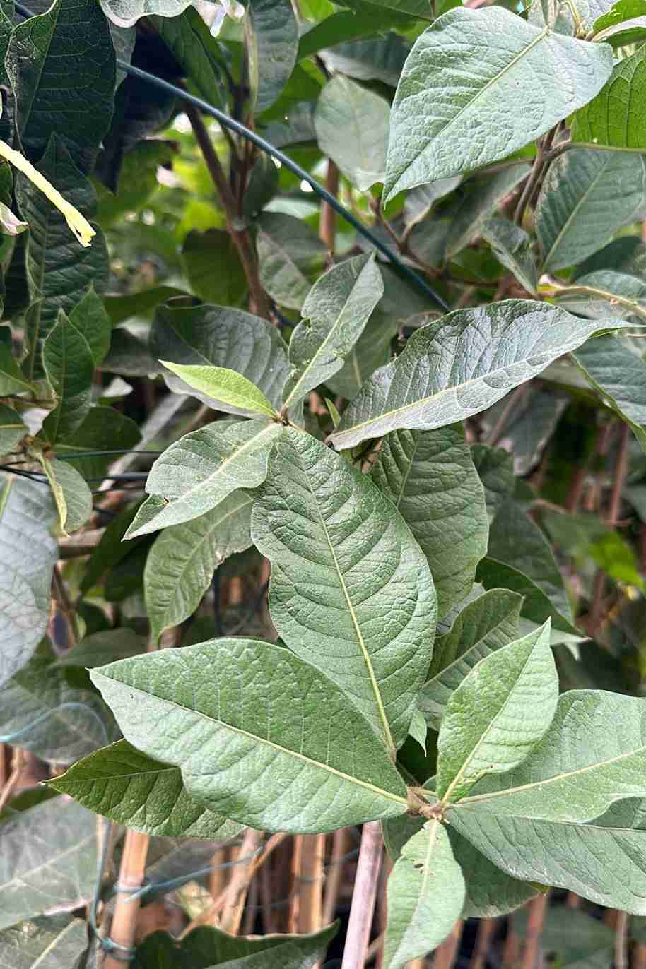Sandpaper Vine - Queen's Wreath