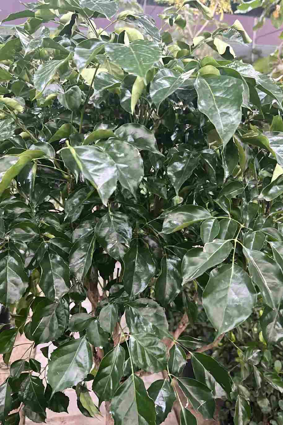 Radermachera Sinica Thick Trunk