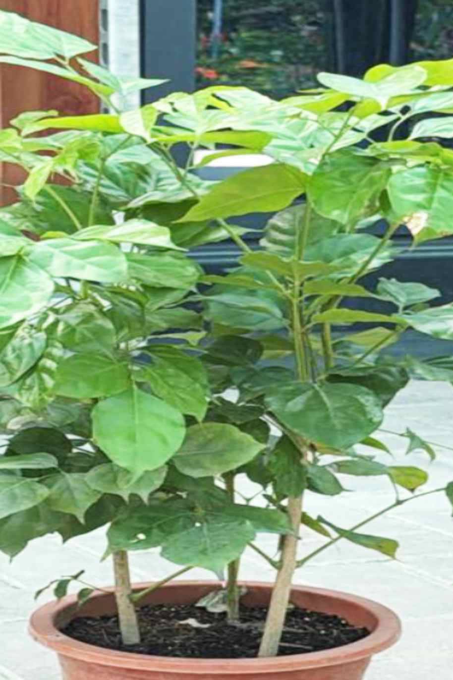 Radermachera Sinica