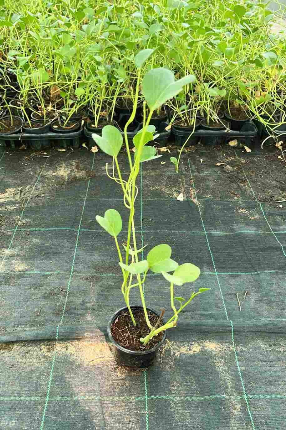 Ipomoea pes-caprae