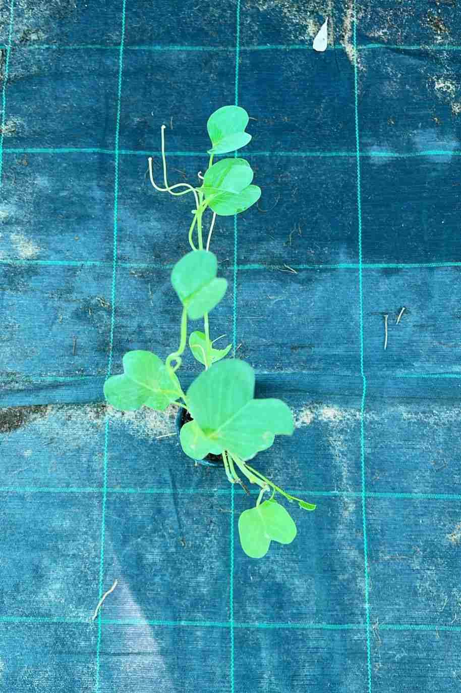Railroad Vine