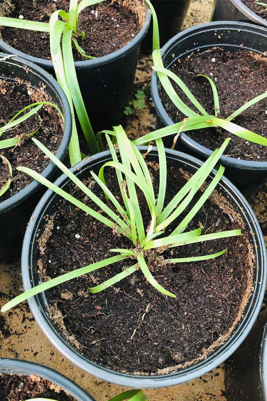 Rain Lily