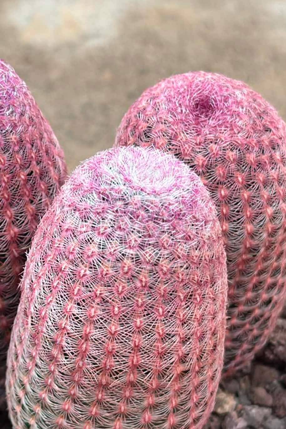 Cactus