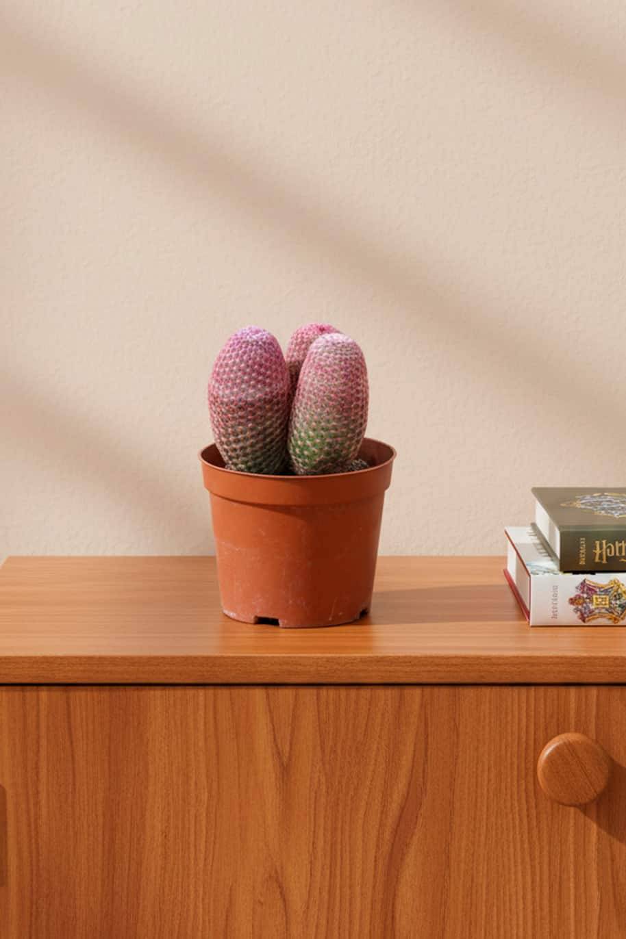 Rainbow Cactus