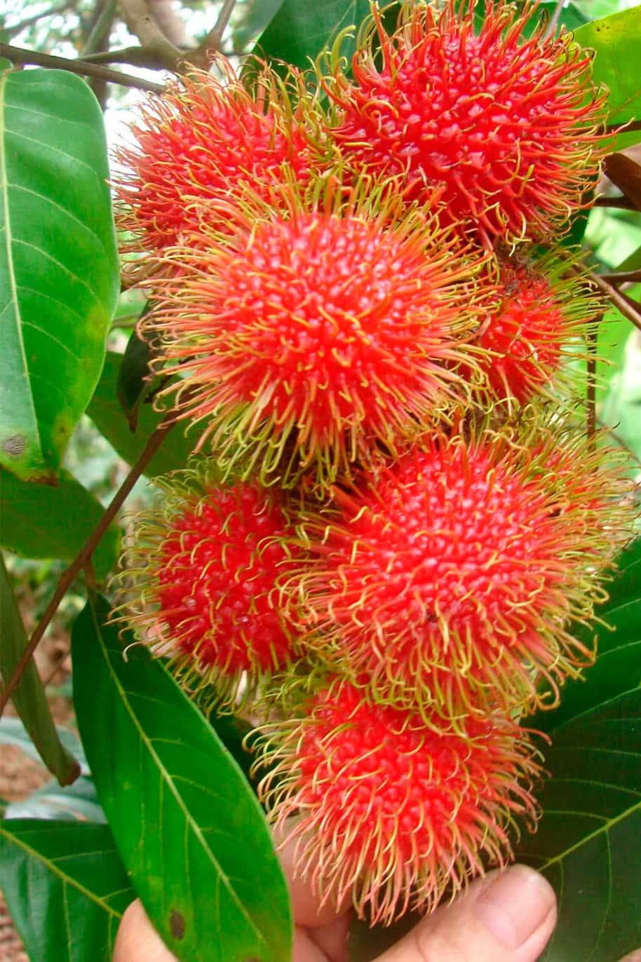 Asian Rambutan Seeds