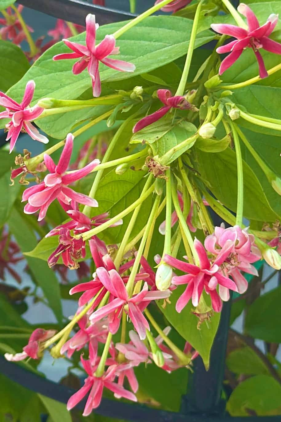 Quisqualis Indica